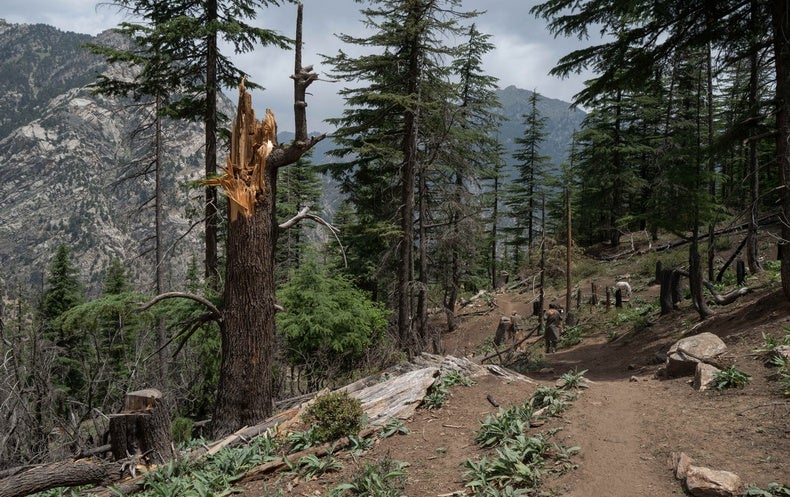 A Rare Glimpse into Afghanistan&rsquo;s Spectacular, Vanishing Forests