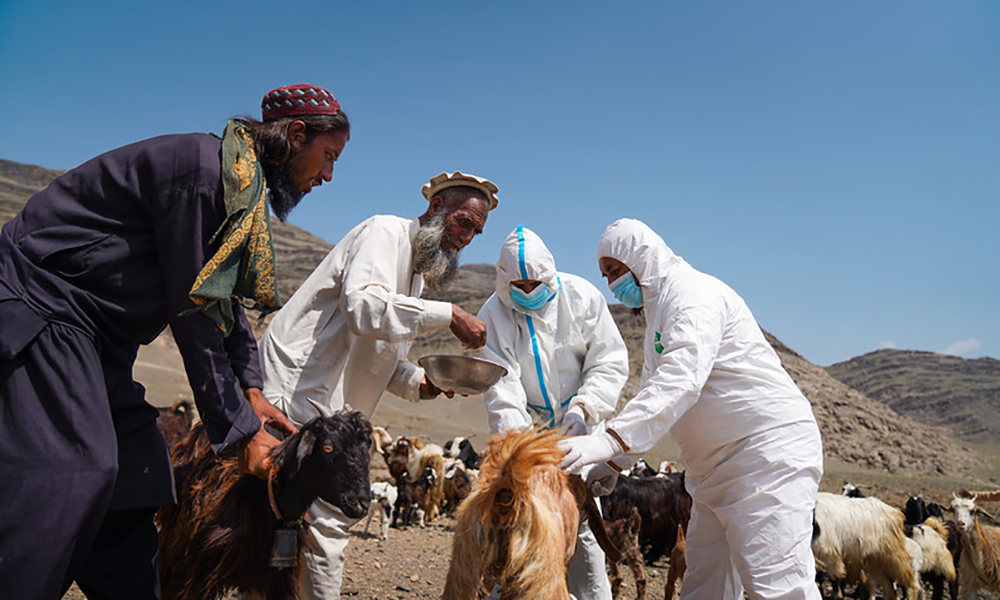 FAO, ADB launch $100 million food security program in Afghanistan
