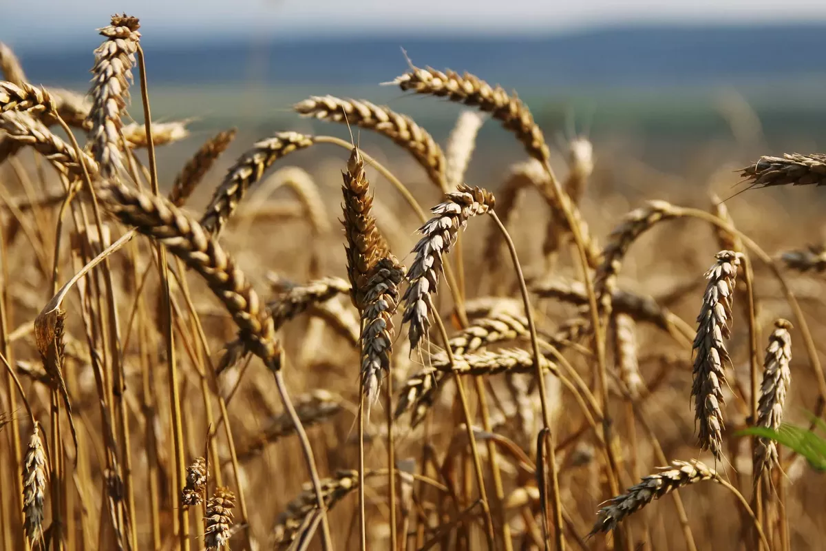 Afghanistan Among Key Markets for Kazakhstan Wheat and Flour