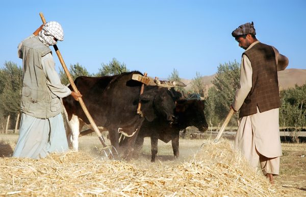 The Taliban&rsquo;s Make-or-Break Push for Agricultural Self-Sufficiency